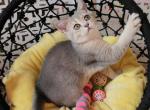 Wolfie - Scottish Straight Cat For Sale - New York&comma; NY&comma; US
