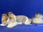 Energizer - Persian Cat For Sale - Yucca Valley&comma; CA&comma; US