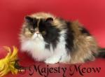 Karmenn - Persian Cat For Sale - Yucca Valley&comma; CA&comma; US