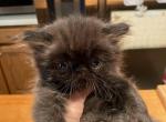 CFA Champion Bloodline Black Male Persian Kitten - Persian Cat For Sale - Conyers&comma; GA&comma; US