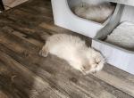 CFA Registered Himalayan Kitten - Himalayan Cat For Sale - Greenville&comma; OH&comma; US