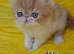 Ricky - Exotic Cat For Sale - Lemont&comma; IL&comma; US