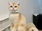 Lily - British Shorthair Cat For Sale - Philadelphia&comma; PA&comma; US