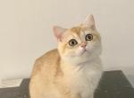 Beth - British Shorthair Cat For Sale - Philadelphia&comma; PA&comma; US