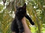 Duke - Maine Coon Cat For Sale - Hollywood&comma; FL&comma; US