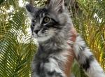 Simba - Maine Coon Cat For Sale - Hollywood&comma; FL&comma; US