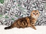 Charming girl Afina butterfly tabby golden marbled - Scottish Fold Cat For Sale - CA&comma; US