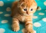 Orange scottish fold boy red classic tabby - Scottish Fold Kitten For Sale - CA&comma; US