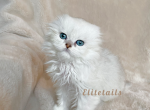 Scottish fold - Scottish Fold Cat For Sale - Thornton&comma; CO&comma; US