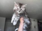 Tohka x Kirito - Maine Coon Cat For Sale - WA&comma; US