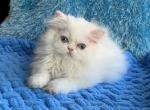 Violeta - Persian Cat For Sale - Hollywood&comma; FL&comma; US