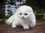 Urmas - Scottish Fold Cat For Sale - Hollywood&comma; FL&comma; US