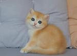 Candy Man - British Shorthair Cat For Sale - Hollywood&comma; FL&comma; US