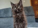 Viking - Maine Coon Cat For Sale - Hollywood&comma; FL&comma; US