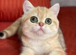 Barbie Doll - British Shorthair Cat For Sale - Los Angeles&comma; CA&comma; US