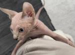 Mia - Sphynx Cat For Sale - Hollywood&comma; FL&comma; US
