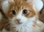 Delmar - Maine Coon Cat For Sale - Manchester Township&comma; NJ&comma; US