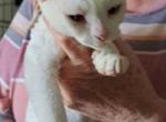 Possi - Devon Rex Cat For Sale - Stanford&comma; MT&comma; US