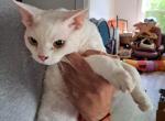Po'Boy - Devon Rex Cat For Sale - Stanford&comma; MT&comma; US
