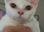 Pansy - Devon Rex Cat For Sale - Stanford&comma; MT&comma; US