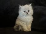 Marsha Brady - Himalayan Cat For Sale - Peoria&comma; IL&comma; US