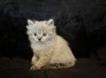 Bobby Brady - Himalayan Cat For Sale - Peoria&comma; IL&comma; US