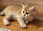 Artur - British Shorthair Cat For Sale - Brooklyn&comma; NY&comma; US