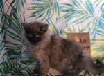 Milo selkirk rex - Selkirk Rex Cat For Sale - Iva&comma; SC&comma; US