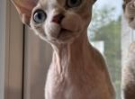 M - Devon Rex Cat For Sale - Philadelphia&comma; PA&comma; US