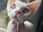 L - Devon Rex Cat For Sale - Philadelphia&comma; PA&comma; US