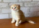 Garfield golden shaded ny11 scottish fold baby boy - Scottish Fold Cat For Sale - CA&comma; US