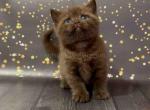 Vasil beautiful chocolate british shorthair boy - British Shorthair Cat For Sale - CA&comma; US
