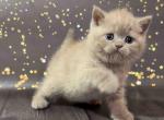 Chunky british shorthair girl lilac color - British Shorthair Cat For Sale - CA&comma; US