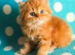 Narayana flame orange baby girl doll face - Persian Cat For Sale - Los Angeles&comma; CA&comma; US