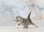 Harley blue silver tabby scottish fold baby girl - Scottish Fold Cat For Sale - Los Angeles&comma; CA&comma; US