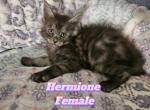 Hermione Harry Potter Litter - Maine Coon Cat For Sale - Kingman&comma; AZ&comma; US