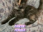 Eowyn - Maine Coon Cat For Sale - Kingman&comma; AZ&comma; US