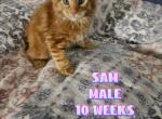 Sam - Maine Coon Cat For Sale - Kingman&comma; AZ&comma; US
