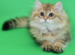 Ulik 2 - Scottish Straight Cat For Sale - Los Angeles&comma; CA&comma; US