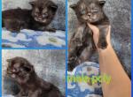 Poly male - Maine Coon Cat For Sale - Frenchtown&comma; MI&comma; US