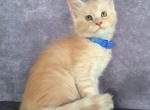 Harry - Maine Coon Cat For Sale - Staten Island&comma; NY&comma; US