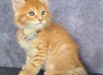 Herman - Maine Coon Cat For Sale - Staten Island&comma; NY&comma; US