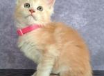 Harley - Maine Coon Cat For Sale - Staten Island&comma; NY&comma; US