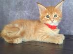 Hazel - Maine Coon Cat For Sale - Staten Island&comma; NY&comma; US