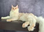 Ewan - Maine Coon Cat For Sale - Staten Island&comma; NY&comma; US