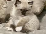 Kitten ready August 1 Sealpoint mitted - Ragdoll Cat For Sale - Mount Joy&comma; PA&comma; US