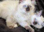 Summertime - Ragdoll Cat For Sale - Parker&comma; CO&comma; US
