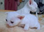White One and Two - Devon Rex Cat For Sale - Stanford&comma; MT&comma; US