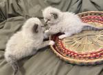 Rosie's Ragdoll Himalayan Persian Cross Kittens - Ragdoll Cat For Sale - Ojai&comma; CA&comma; US