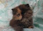 Hana - Persian Cat For Sale - Hollywood&comma; FL&comma; US